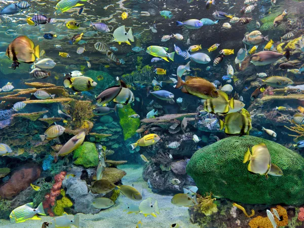 Rainbow Reef at Toronto Aquarium thumbnail