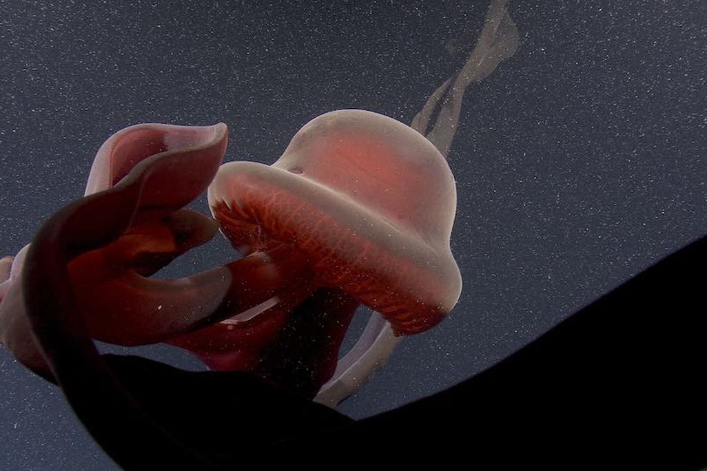 An image of a giant phantom jellyfish floating in the ocean. The jellyfish is a deep crimson color and has a bell-shaped head.