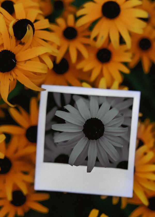 Polaroid Flower thumbnail