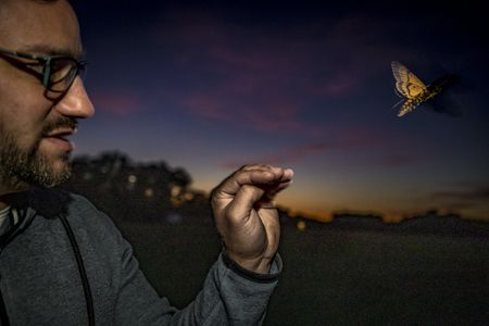 Researchers tracked one moth for just under 56 miles, marking the longest distance an insect has been continuously tracked.