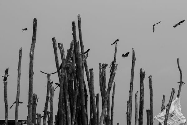 Birds at the floating village thumbnail