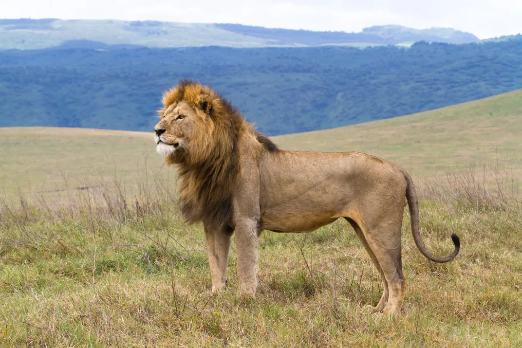 Lion in Ngorongoro Crater