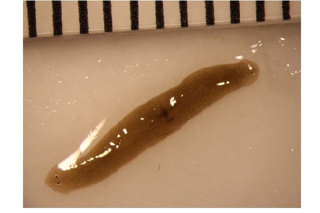 Flatworm Fragment