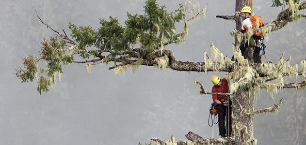 Climbers ascend National Champion Douglas fir