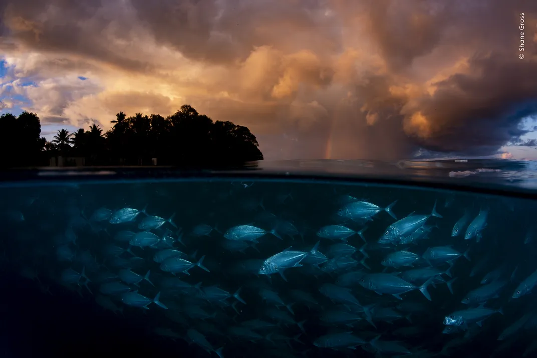 a group of silver-hued fish swims underwater in the lower half of the shot, with orange clouds above