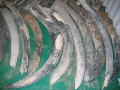 The team's findings reflect the toll of the ivory trade and habitat destruction.