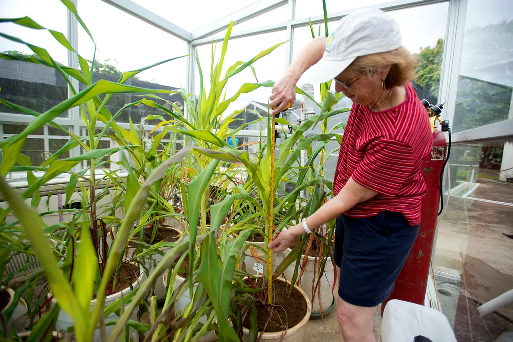 Dolores Piperno tending plants