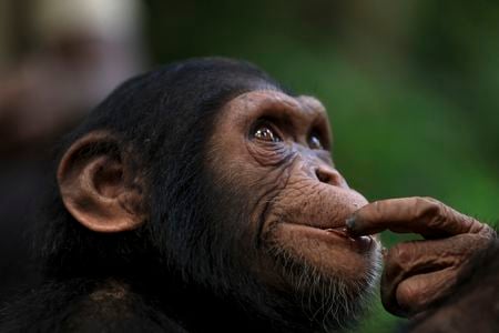 A young chimpanzee looks on during an outing to an island in the Douala-Edea National Park in Cameroon, on December 15, 2024.
