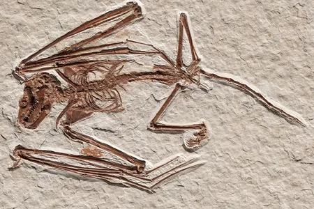 The fossil of Icaronycteris gunnelli