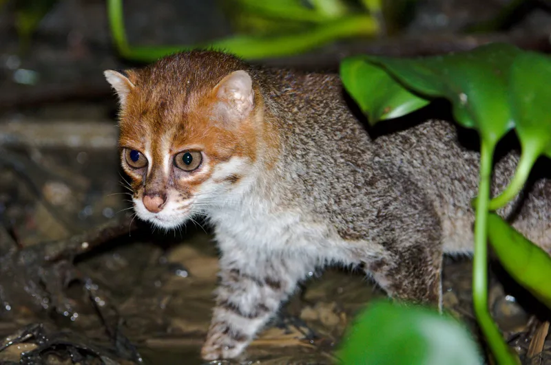 Ten Amazing Small Wild Cats, Science