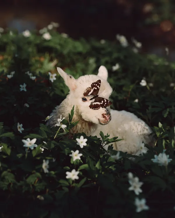 All is Full of Love thumbnail