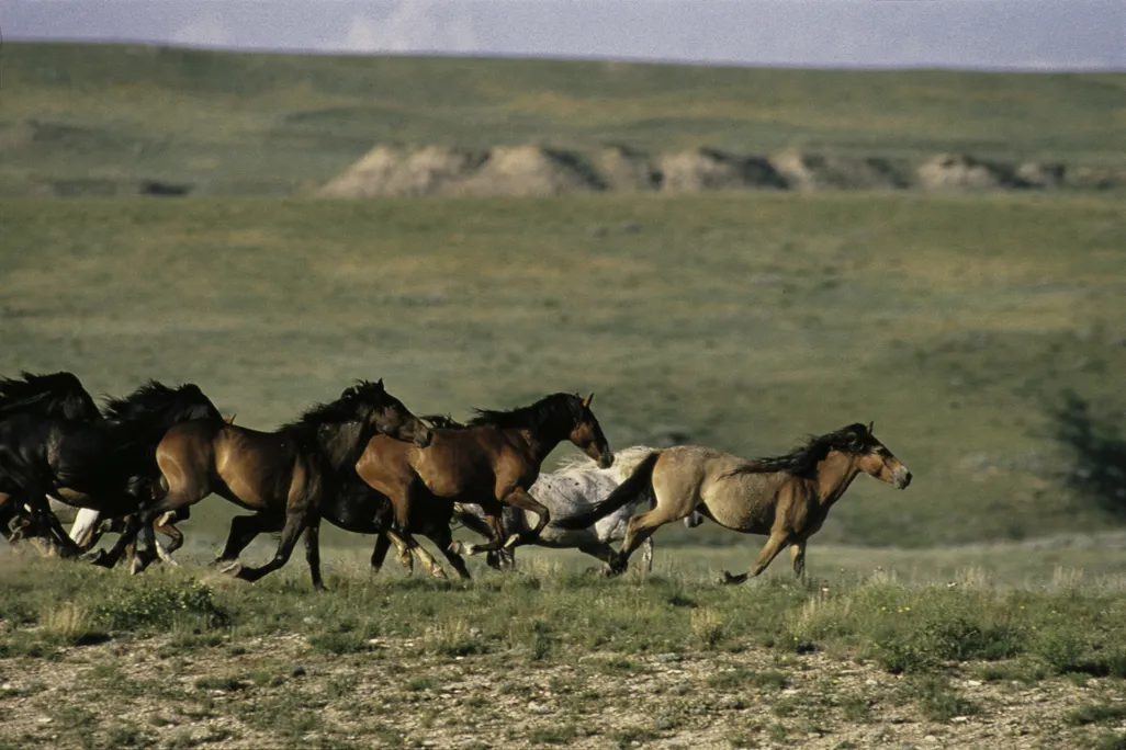 Horses running through prairie grass