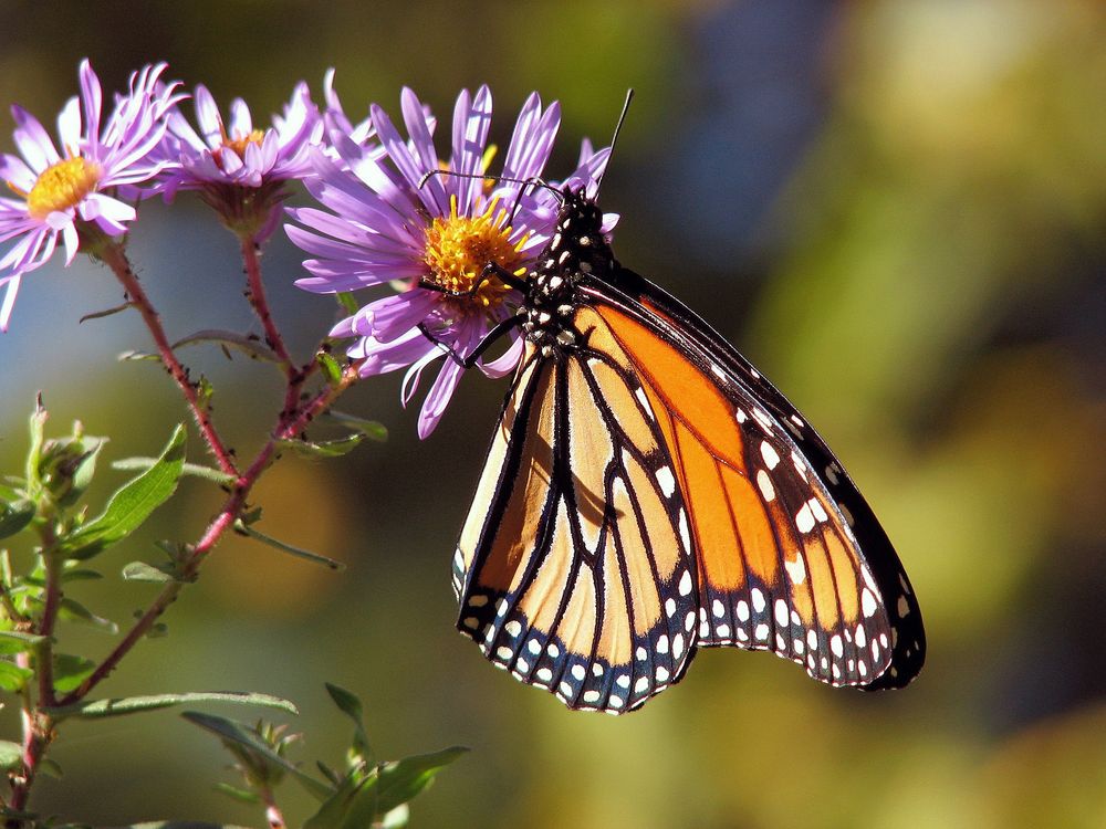 Monarch on flower