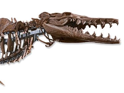 It took scientists 150 years to finally complete the fossil of Basilosaurus, an early whale. But even then, no one could agree on a name: it was first called Basilosaurus, or "king lizard," then later Hydrarchos, or "giant sea serpent." Its bones were seen as having been part of a long-extinct flightless giant bird. Today the complete fossil that we know to be the intermediary between older land mammals and modern limbless whales is hanging in the Ocean Hall in the Smithsonian National Museum of Natural History.