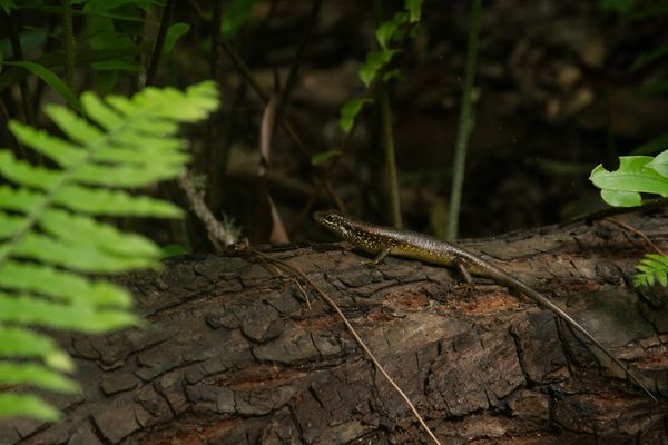 Hidden figure - lizard camouflages itself and pose thumbnail