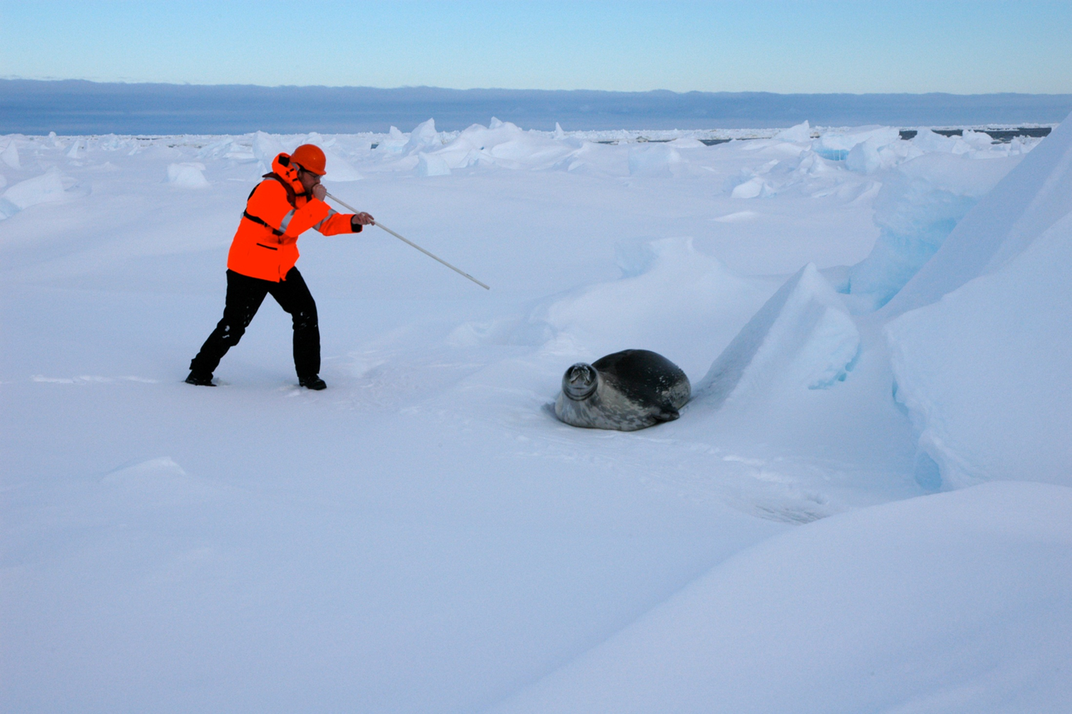 How Data-Gathering Seals Help Scientists Measure the Melting Antarctic 