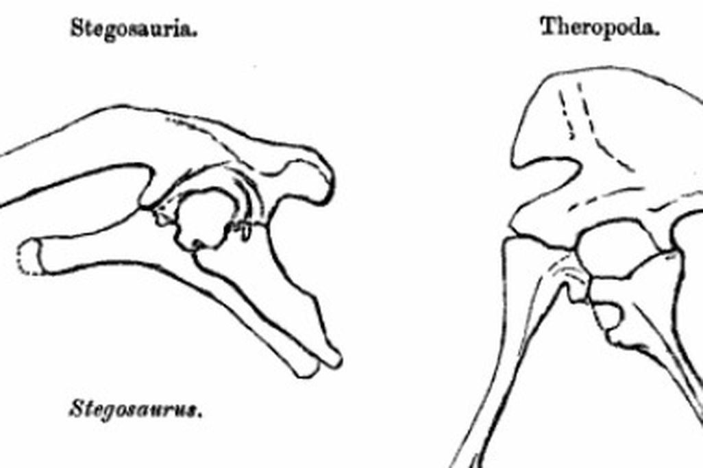 The hips of the ornithischian dinosaur Stegosaurus (left) and the saurischian dinosaur Allosaurus (right)