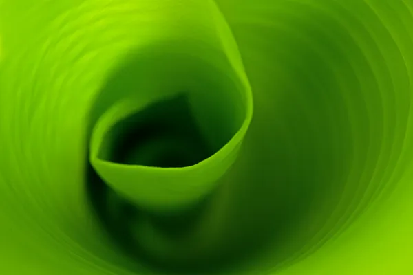 TENDER LEAF PATTERN thumbnail