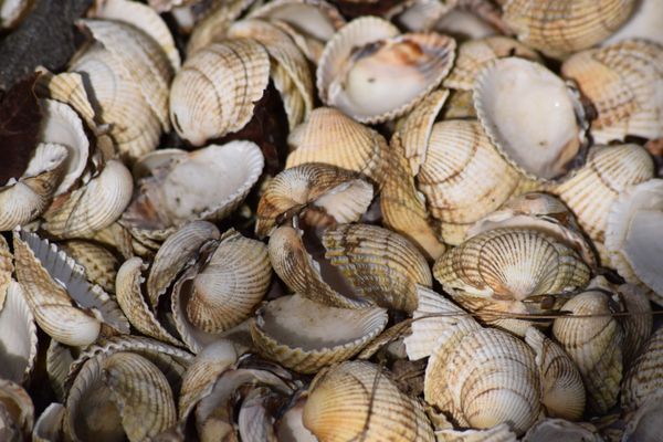 A Bed of Seashells thumbnail