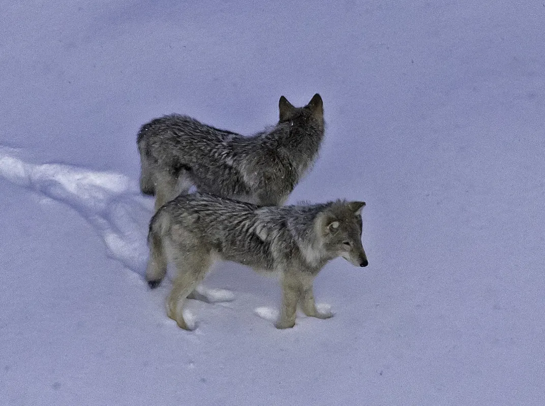 Wolves standing in snow