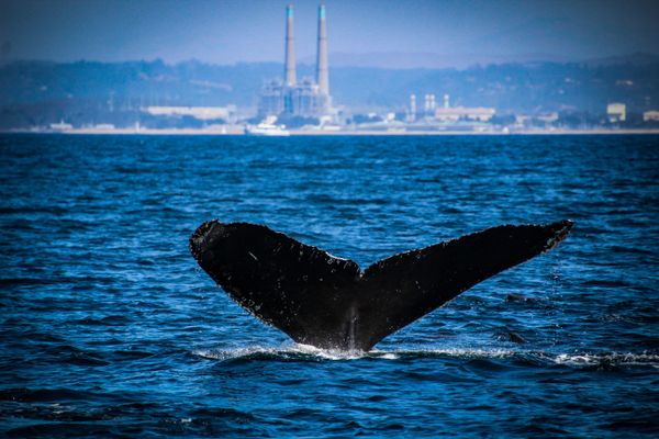 Humpback Whale in the Monterey Bay thumbnail