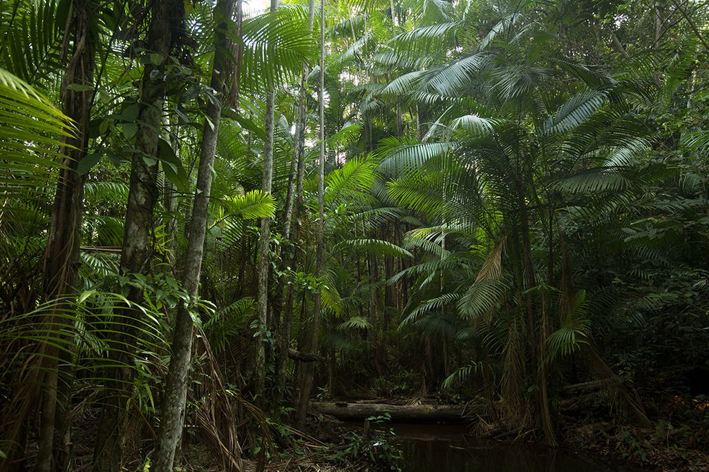 01-Blood-Jungle-Brazil-Amazon.jpg