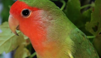 These Parrots Use Their Beaks to Swing Across Branches Like Monkeys