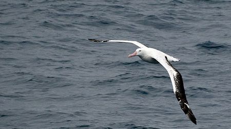 The winged albatross