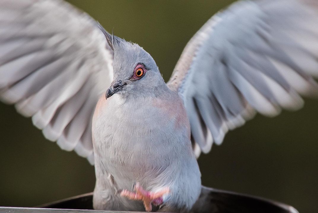 do bronzewing pigeons mate for life