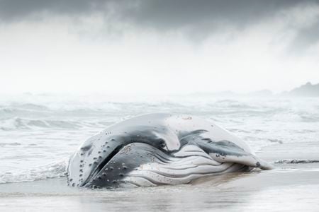 The launch of new satellites later this year could make the job of identifying stranded whales from space even more effective.
