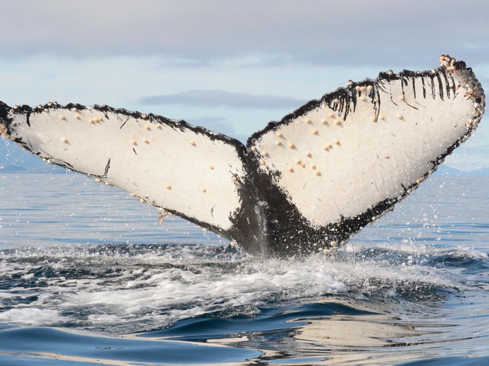 With Humans Out of the Way, Humpbacks Are Flourishing—But So Are Orcas ...