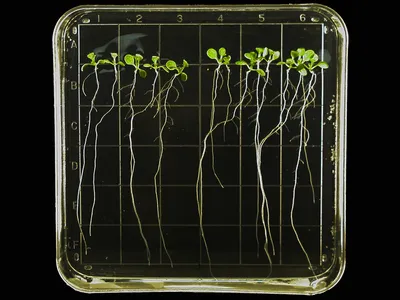 Early shoots of thale cress sprout in their case of transparent gel on the space station. This is the same type of plant examined in this latest study for its "brain."