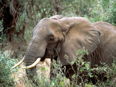 An African elephant in Tanzania.