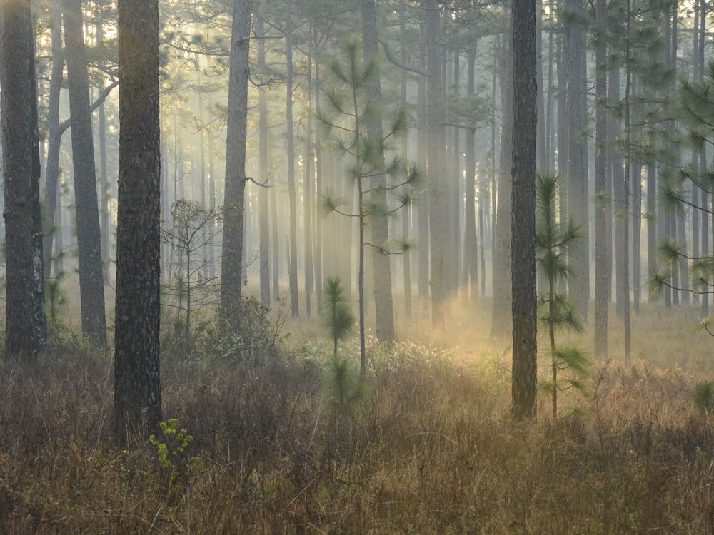 Sandhill Crane – Quest for the Longleaf Pine Ecosystem