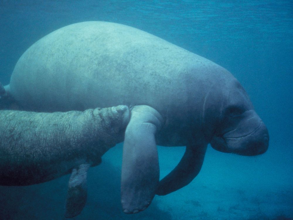 manatees eating