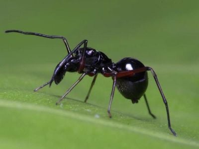 The jumping spider bears a distinct resemblance to ants