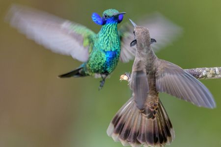 A sparkling violetear (Colibri coruscans) and a brown violetear (Colibri delphinae) display their neck side-feathers to dissuade each other from using their weaponized bills, which have strongly serrated edges and dagger-like tips. 