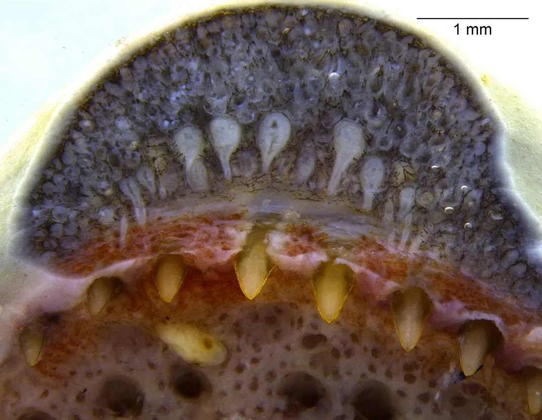 Caecilian dental glands