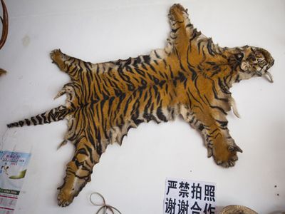 A tiger skin openly for sale at Mong La. 