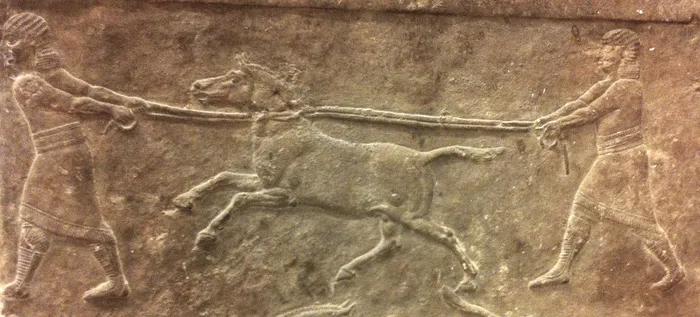 A Nineveh panel "hunting wild asses" (645-635 BCE)