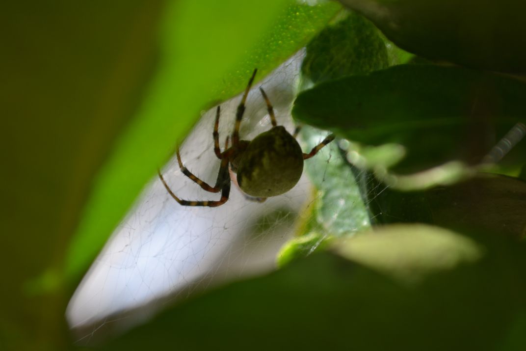 The Spider Weaving Its Web To Catch Their Prey Smithsonian Photo Contest Smithsonian Magazine 4720