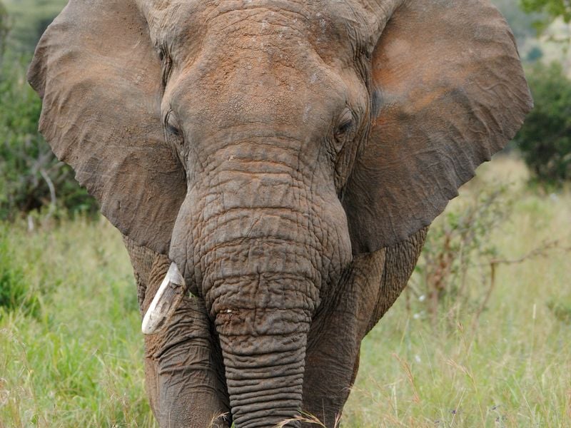 Single-Tusked Elephant | Smithsonian Photo Contest | Smithsonian Magazine