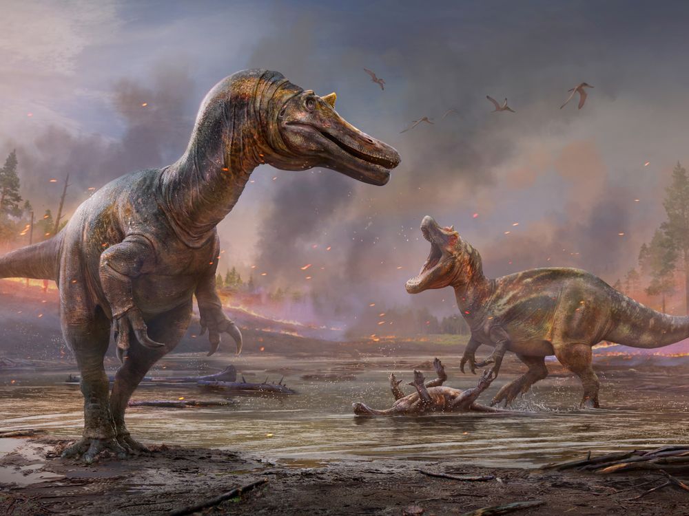 An illustration of two spinosaurids. They look like T. rex with large, crocodile-like heads. There is smoke and fire in the background. One dinosaur is further back and is roaring on top of the dead body of another, smaller dinosaur.