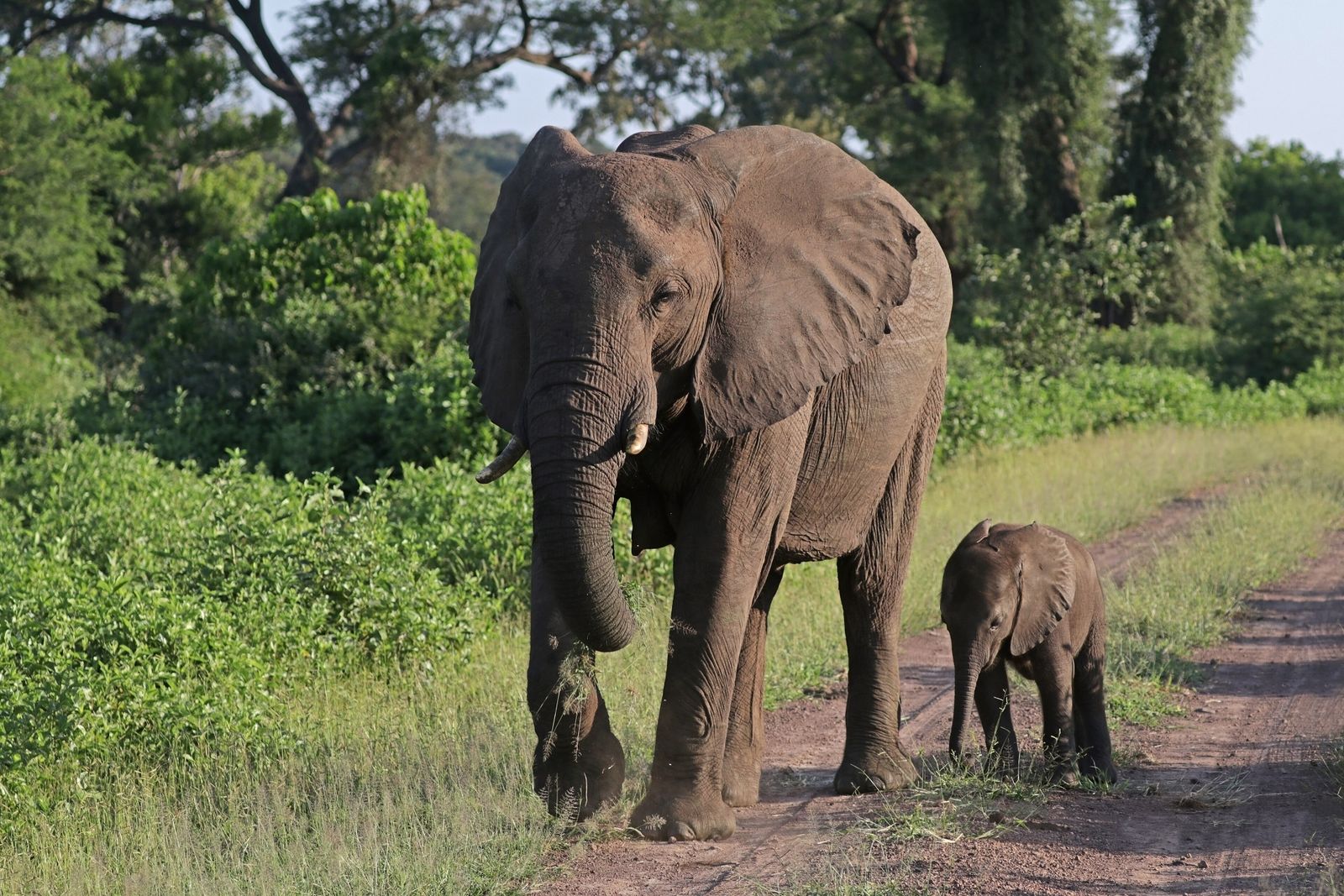 African Elephants Often Produce Choruses of Low-Pitched Rumbles. Now, Scientists Are Using A.I. to Decode the Joint Vocalizations