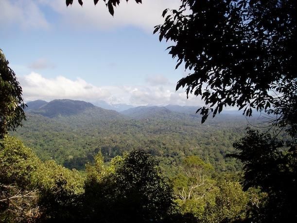 The Malaysian rainforest, one of the biodiverse areas that will be hit soonest by climate change.