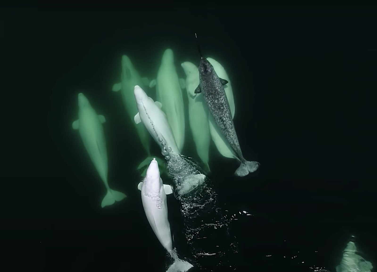 Adopted Lone Narwhal Traveling Among Belugas Could Produce Narluga Calves |  Smart News| Smithsonian Magazine