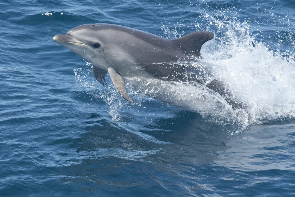 Bottlenose dolphin jumping out of the water