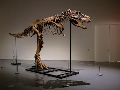 A Gorgosaurus skeleton measuring 10 feet tall is unveiled at Sothebys in New York, on July 05, 2022.