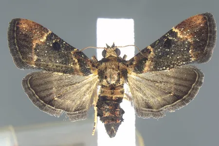 Salma brachyscopalis Hampson