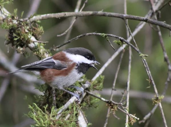 Chestnut-backed chickadee with insect. (Tastes like chicken.) thumbnail
